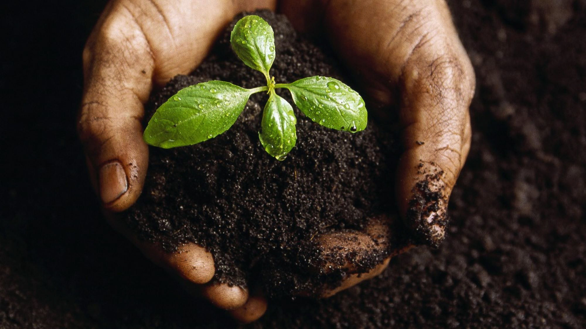 hands cupping a young plant